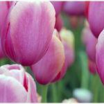 pink-tulips_958x260